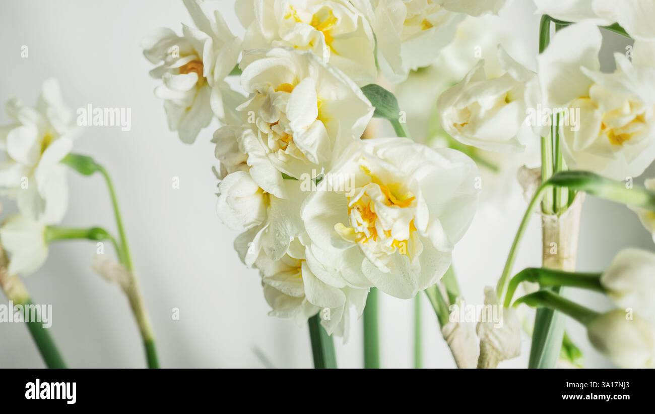 Narcissus flowers high key wallpaper. Close up background, tenderness blossom Stock Photo