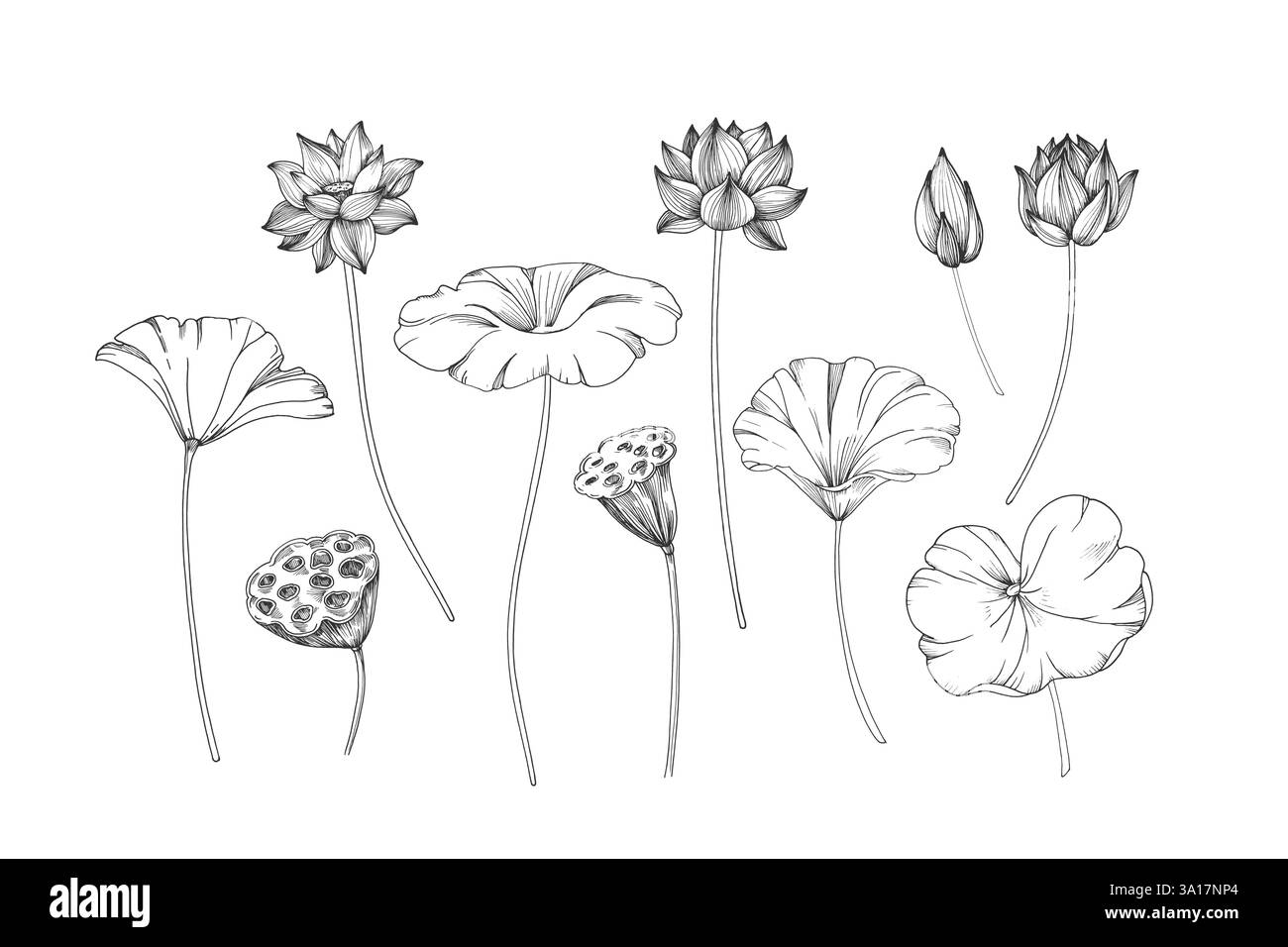 Lotus flowers and leaves set of vector illustration hand drawn Stock ...