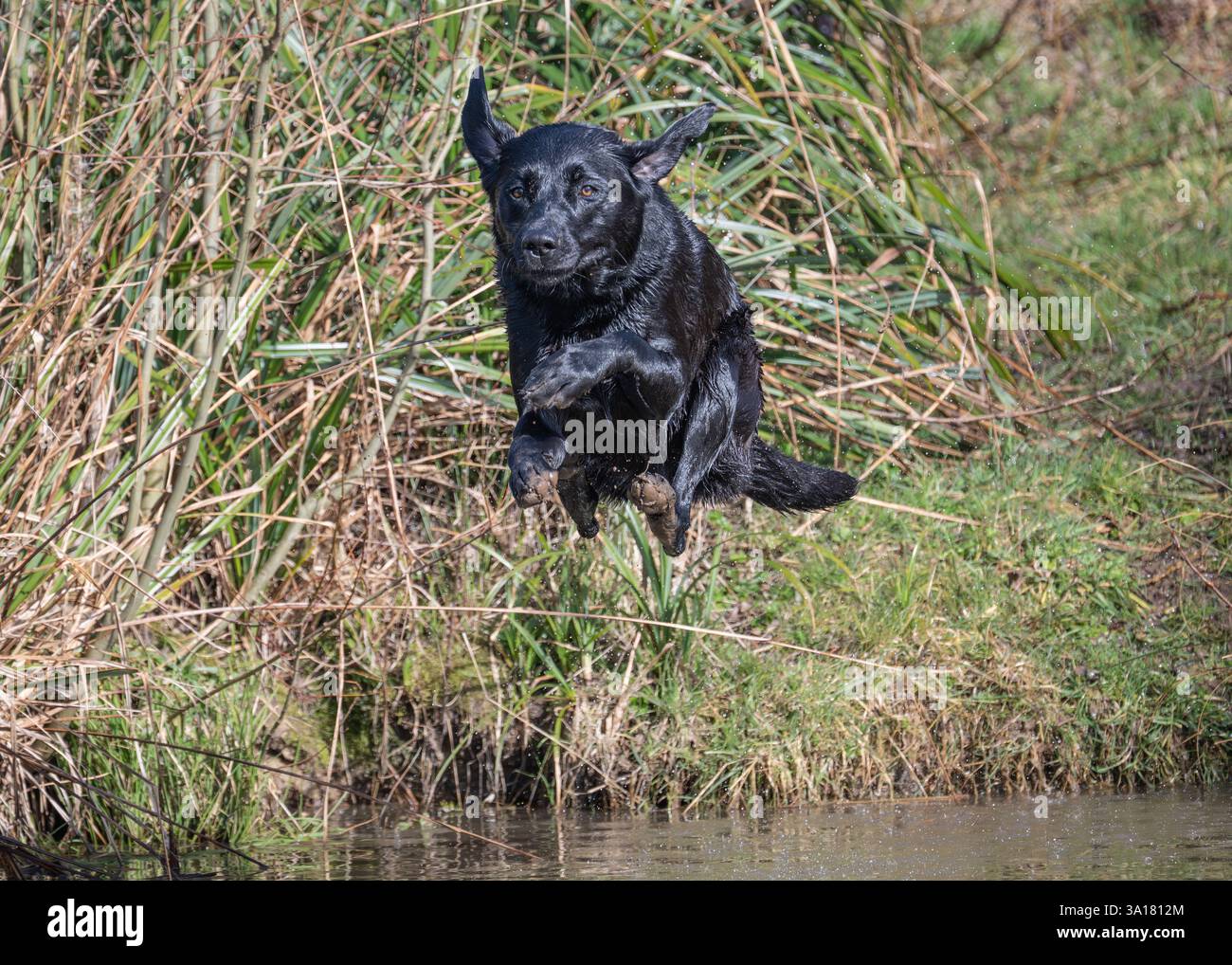 Black Labrador Retriever jumping into water Stock Photo