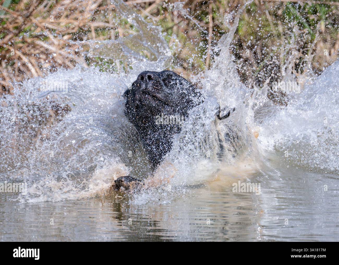 Black Labrador Retriever jumping into water Stock Photo