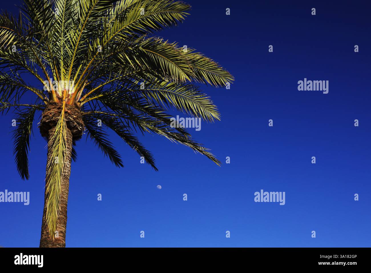 palm trees against blue sky and moon Stock Photo