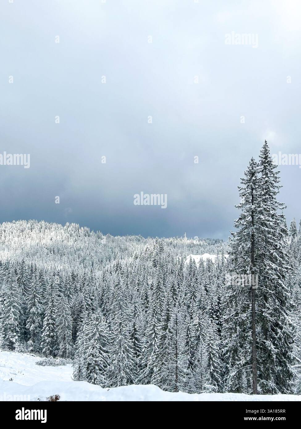 A serene snow-covered forest, with trees blanketed in thick layers of snow, creating a peaceful winter scene - Smartphone Captured Stock Image