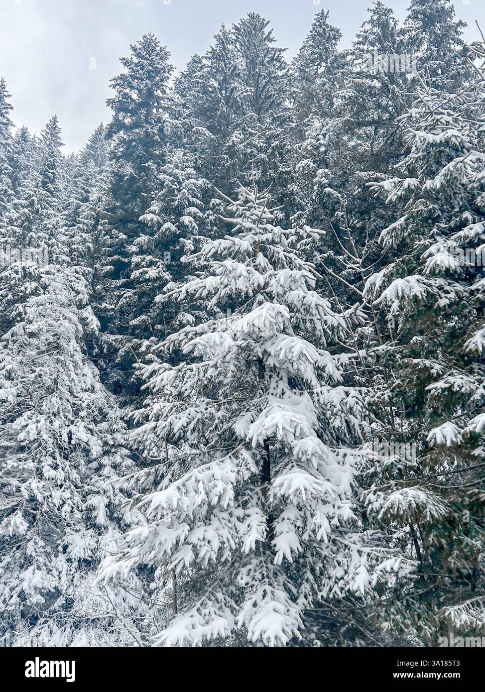 all pines covered in a thick layer of snow, standing proudly against the winter landscape - Smartphone Captured Stock Image
