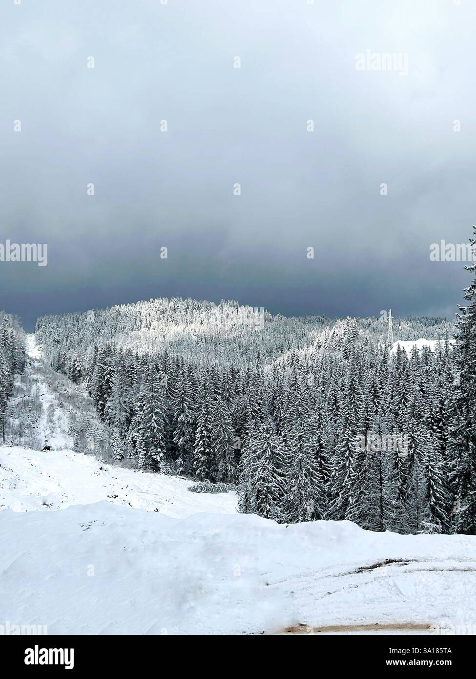 A breathtaking winter landscape featuring a snow-covered forest, with trees draped in layers of snow - Smartphone Captured Stock Image