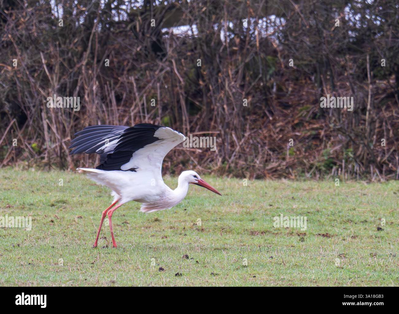 A White Stork, Ciconia ciconia in Dalton in Furness, Cumbria, UK. Stock Photo