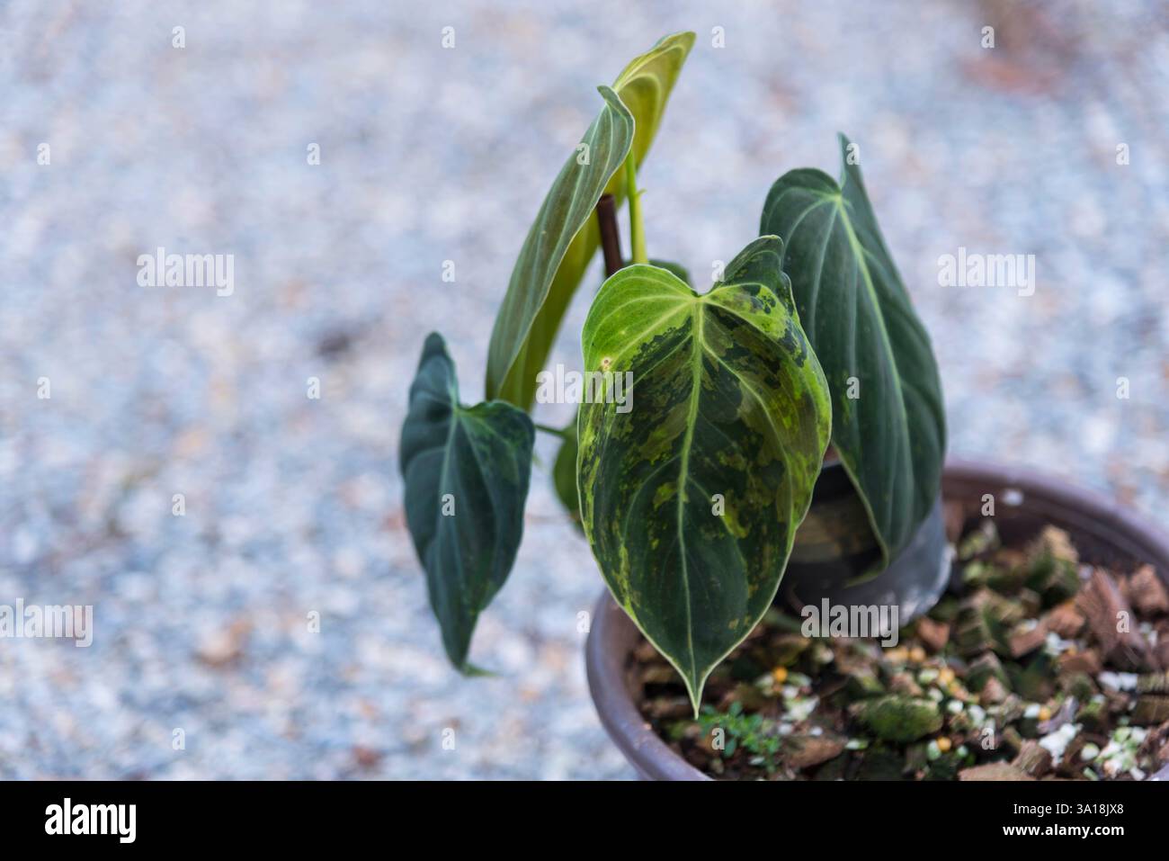 euphorbia mammillaris variegata Variegated Corn Cob Cactus Euphorbia mammillaris