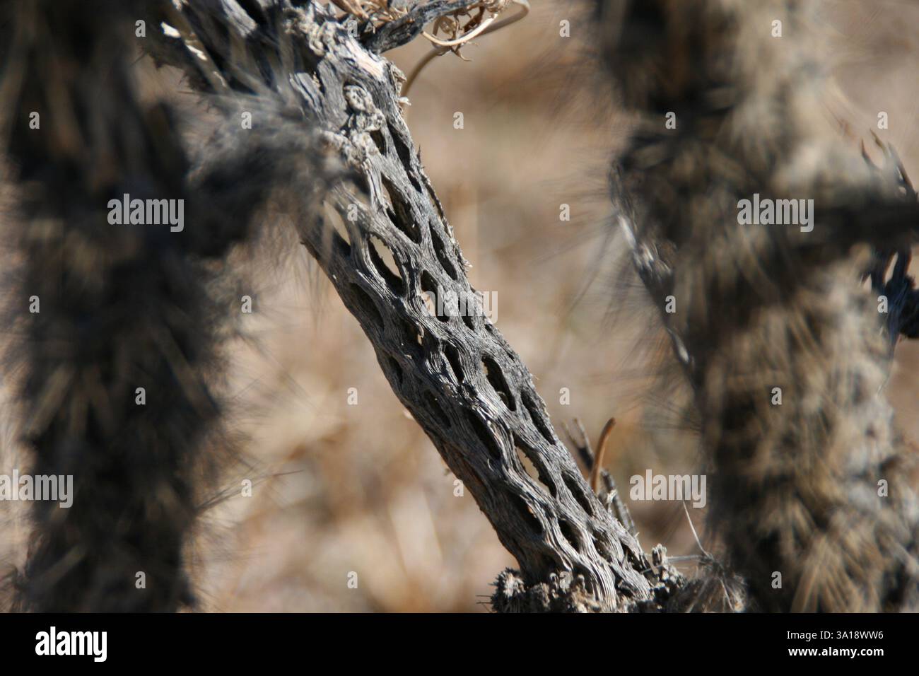 Close up of the unique pattern a cholla cactus skeleton. Stock Photo