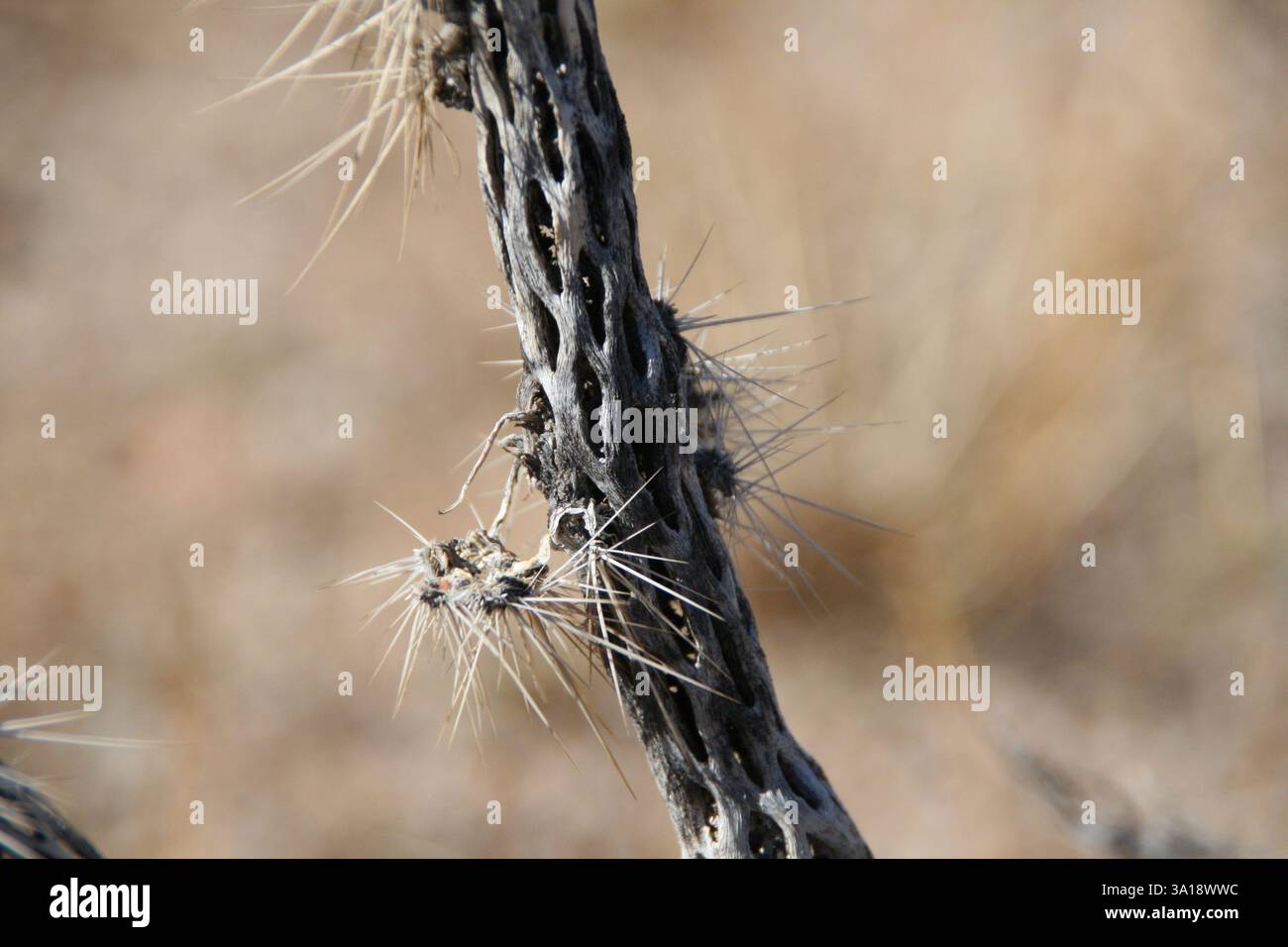 Close up of the unique pattern a cholla cactus skeleton. Stock Photo