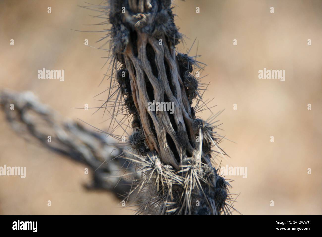 Close up of the unique pattern a cholla cactus skeleton. Stock Photo