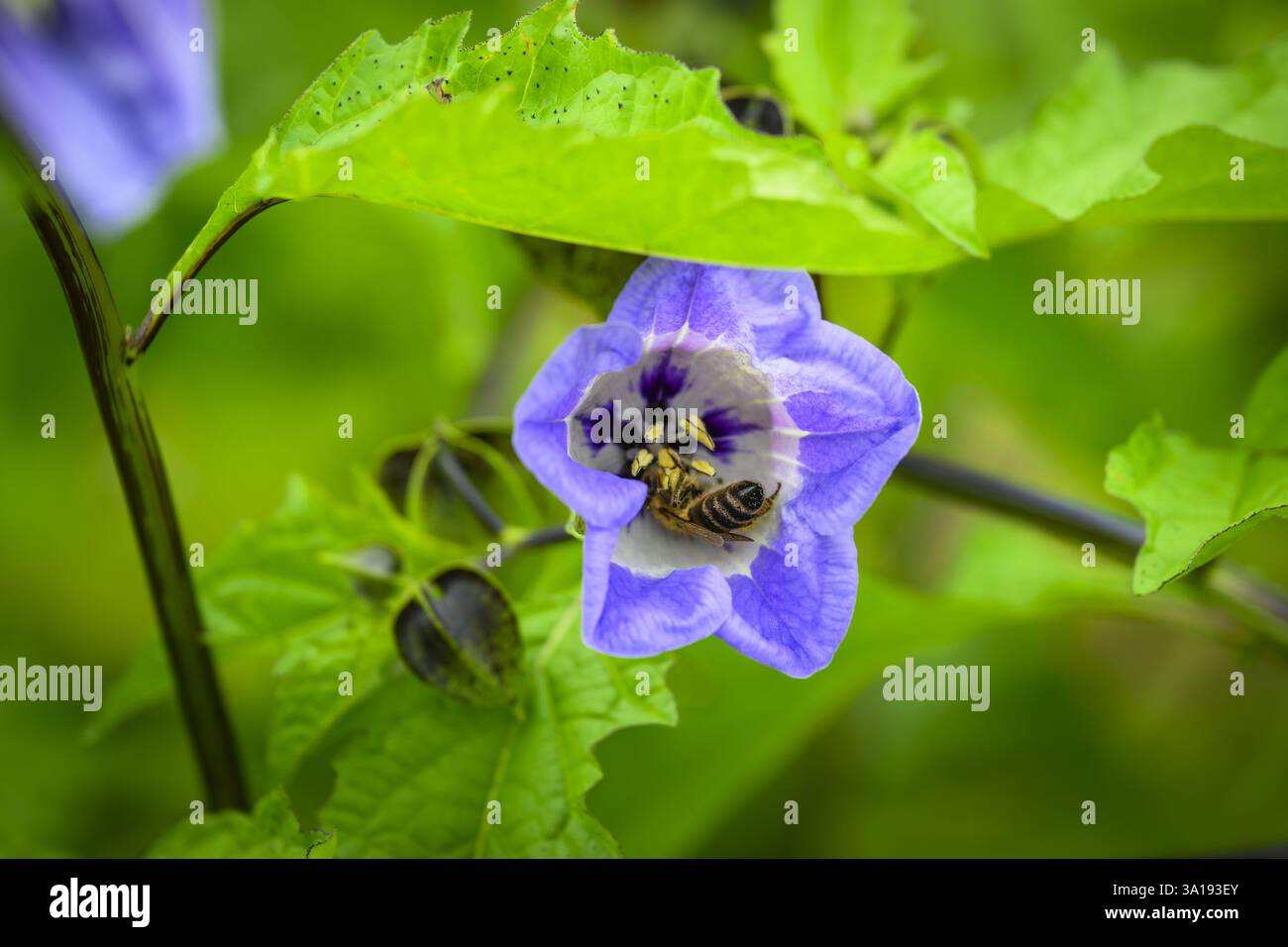 Shoo-fly plant (Nicandra physalodes) close-up & busy honey bee worker ...