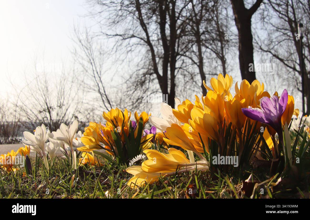 Milder Märzanfang: Blühende Krokusse am Elbuferweg in Hamburg. *** Mild ...