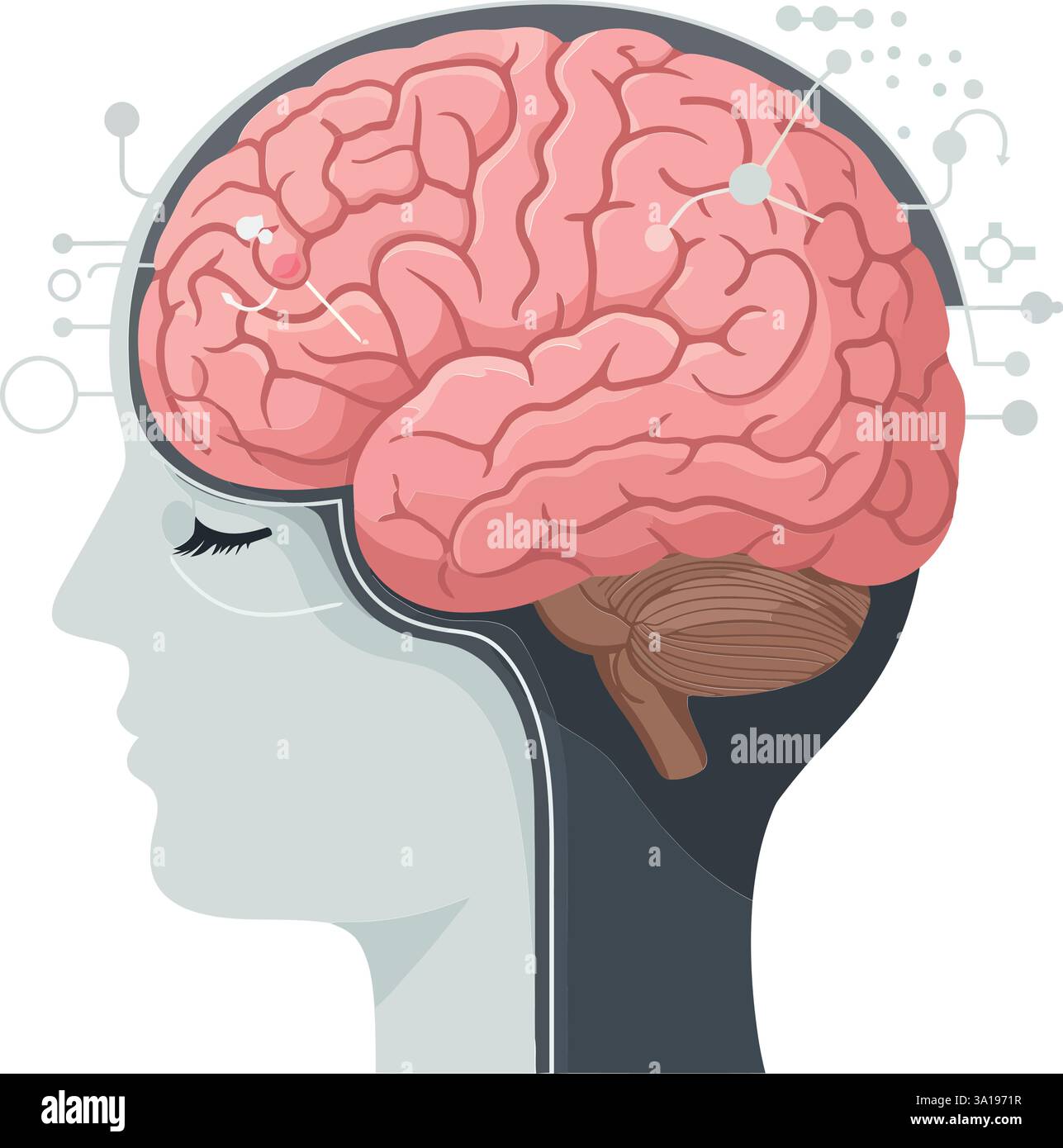 A side profile of a human head reveals the brain, integrated with ...