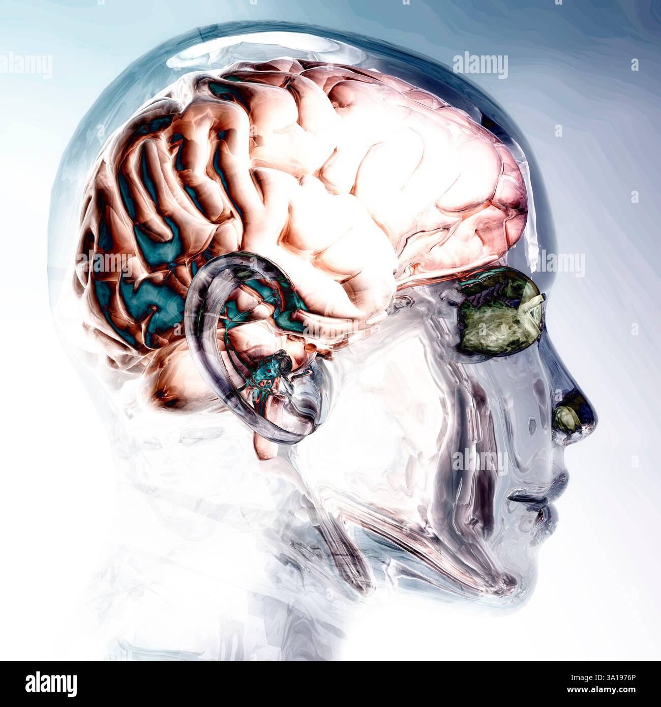 Digital Visualization of a Human Brain Stock Photo - Alamy