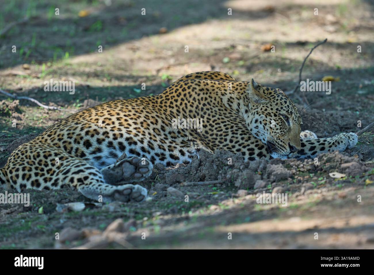 Leopard (Panthera pardus) resting on the ground in South Luangwa ...