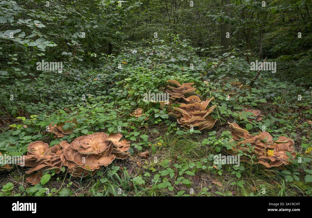Meripilus Spore Giant Polypore Fungus resp.Meripilus giganteus in Forest Stock Photo ...