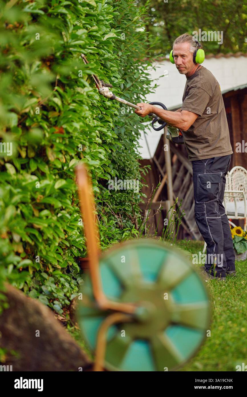 Gardener trimming a hedgerow using a hedge trimmer in the garden of a customer with earmuffs on for protection Stock Photo