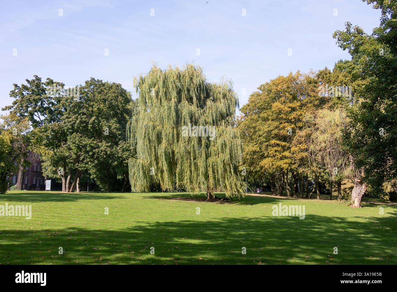Large weeping willow with green leaves Stock Photo - Alamy