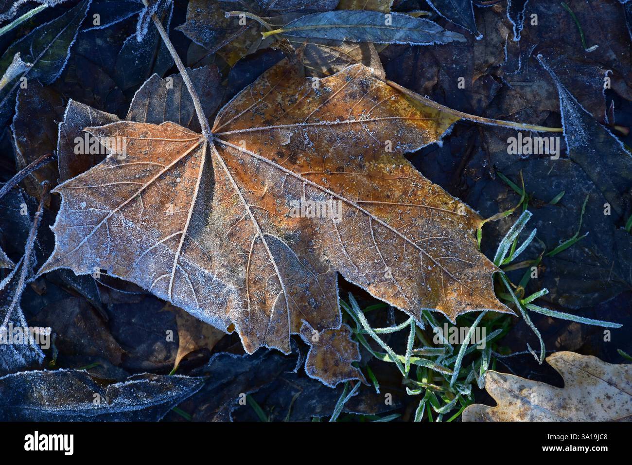 Frost on maple leaf hi-res stock photography and images - Alamy