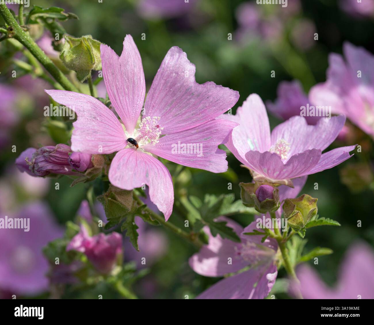 Close up blooming malva sylvestris hi-res stock photography and images ...