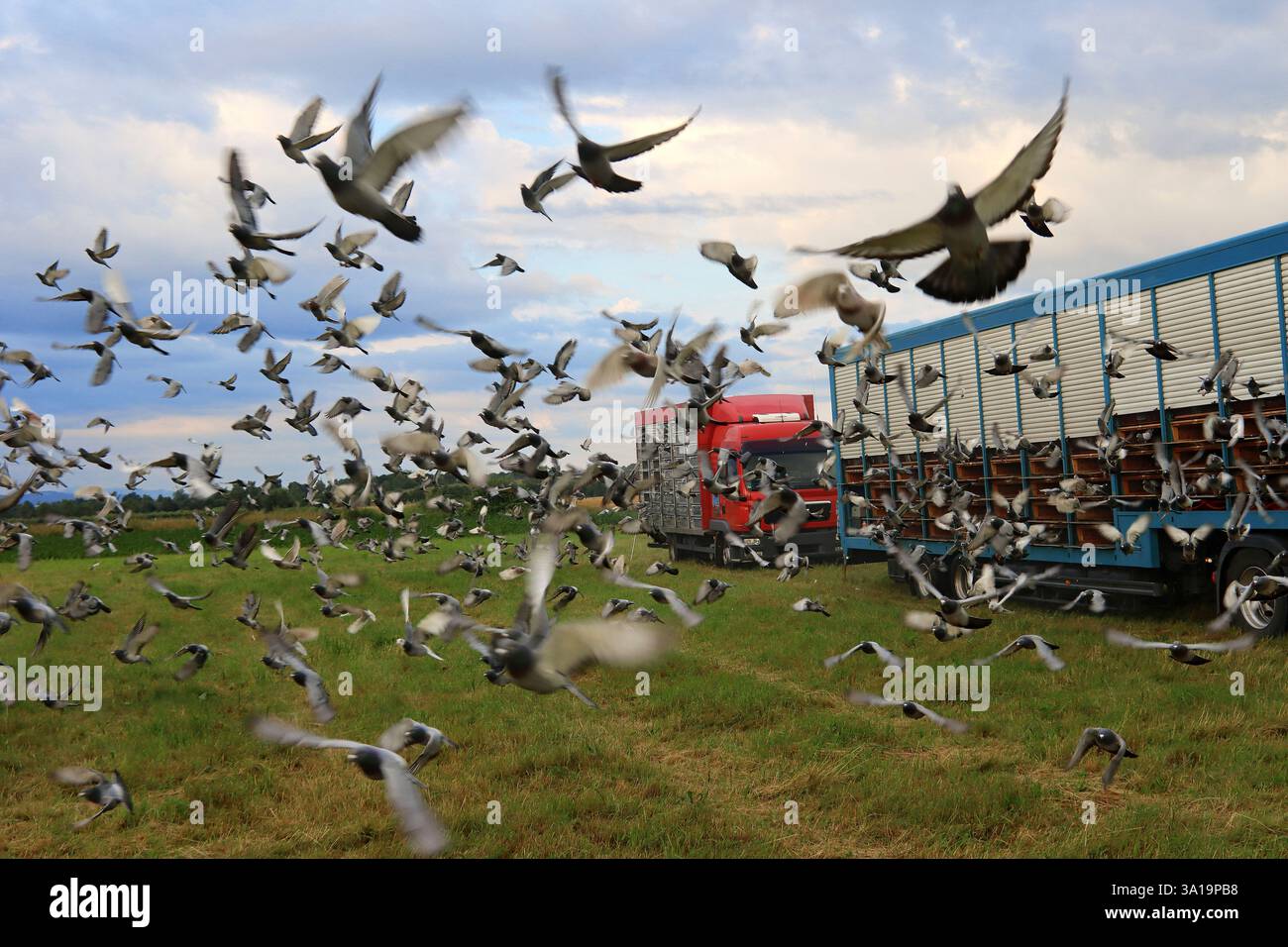 Letter staves fly home Stock Photo - Alamy
