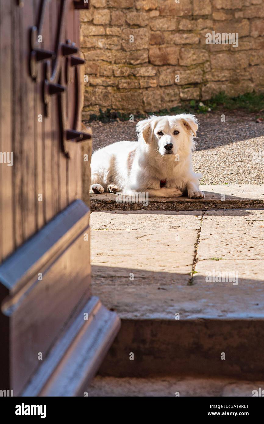 A dog waits patiently in front of a tourist monument while its owners ...