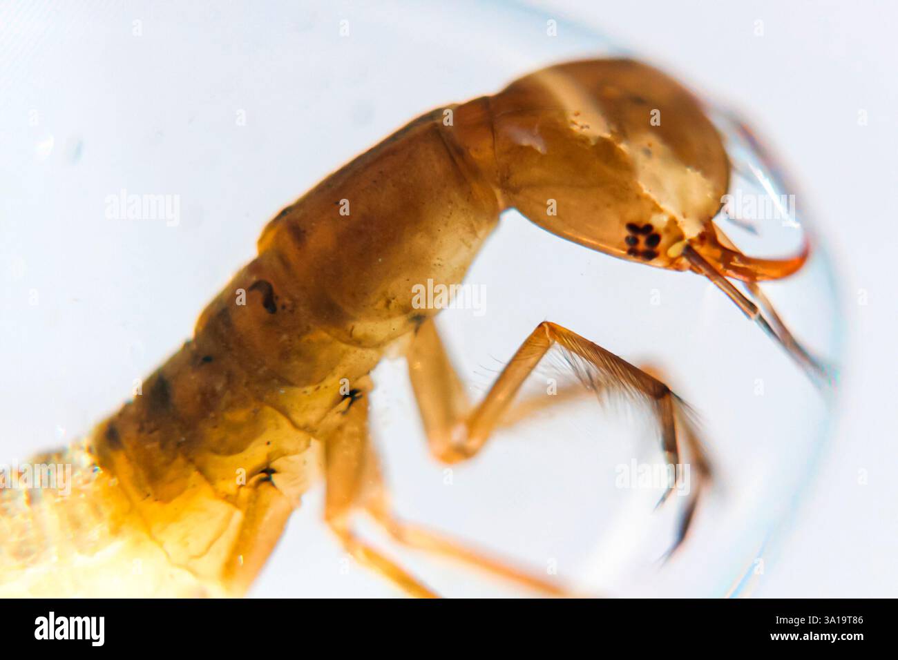 Larva in a hi-res stock photography and images - Alamy