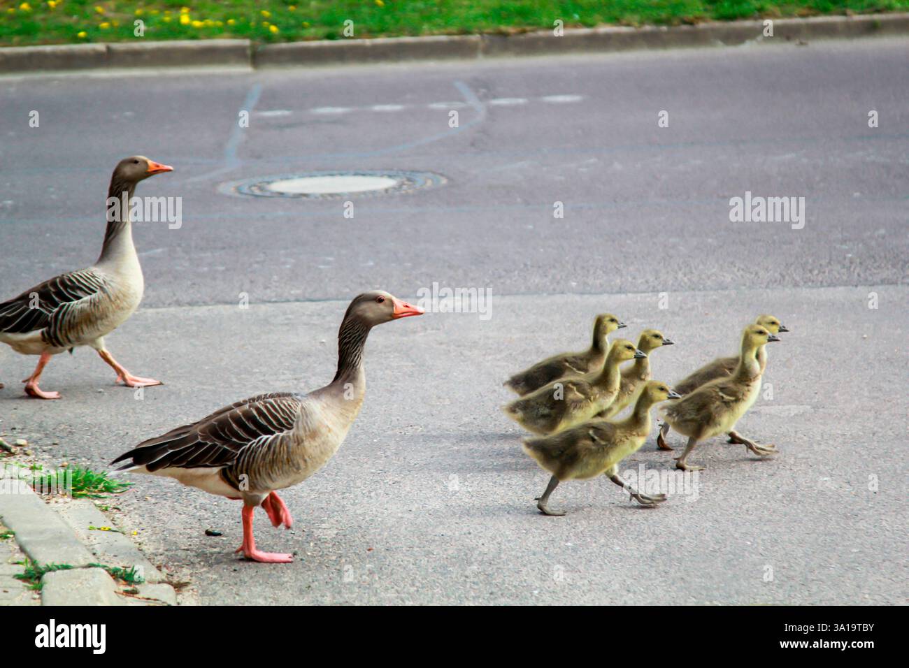 Family Crossing The Road Hi res Stock Photography And Images Alamy family-crossing-the-road-hi-res-stock-photography-and-images-alamy