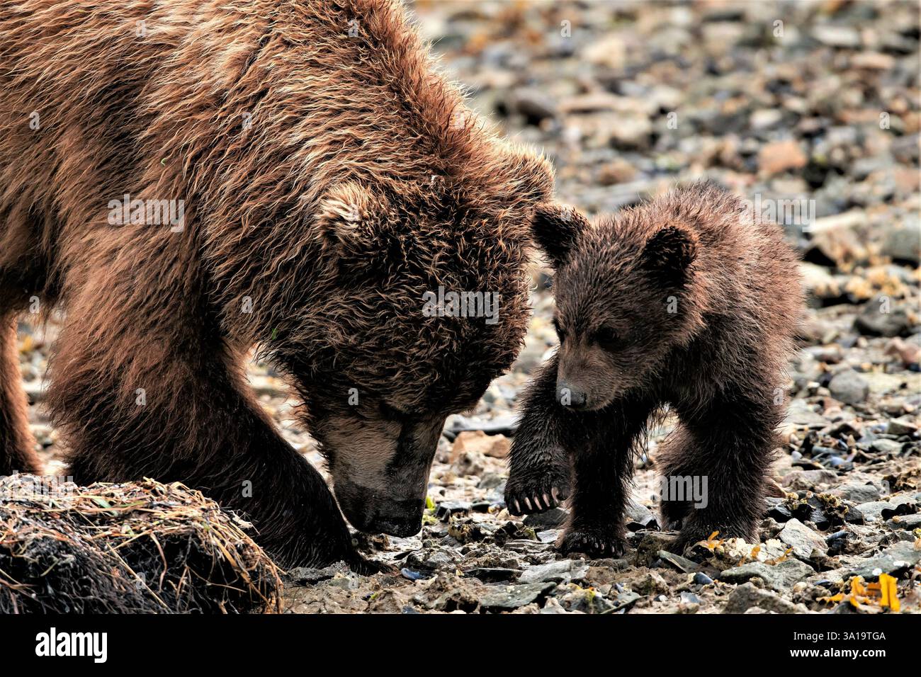 Baby grizzly bears hi-res stock photography and images - Alamy