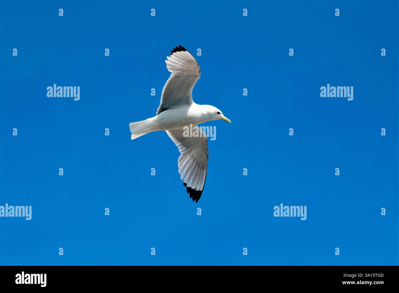 A kittiwake in flight against a blue sky Stock Photo