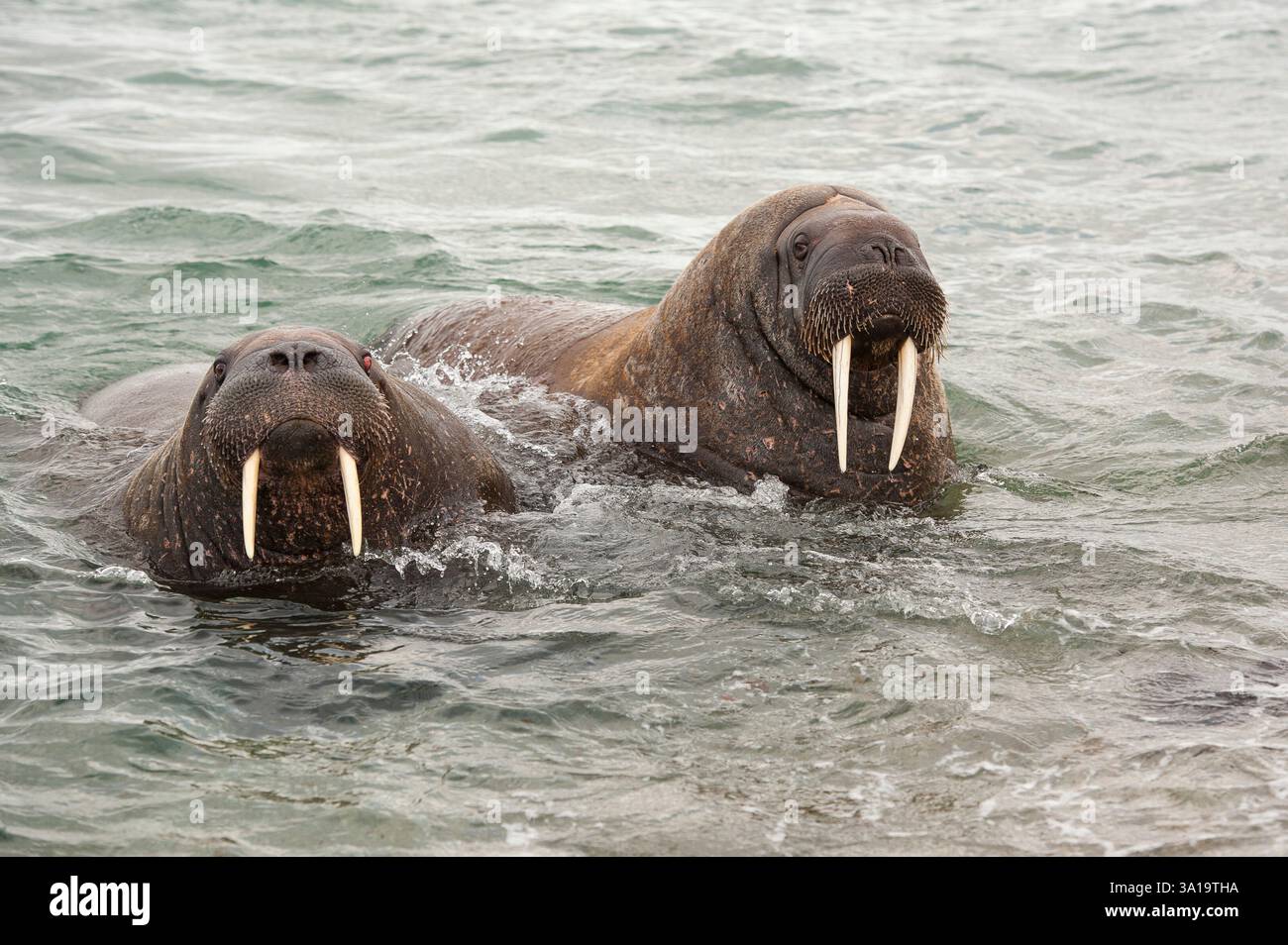 Two walrus hi-res stock photography and images - Alamy