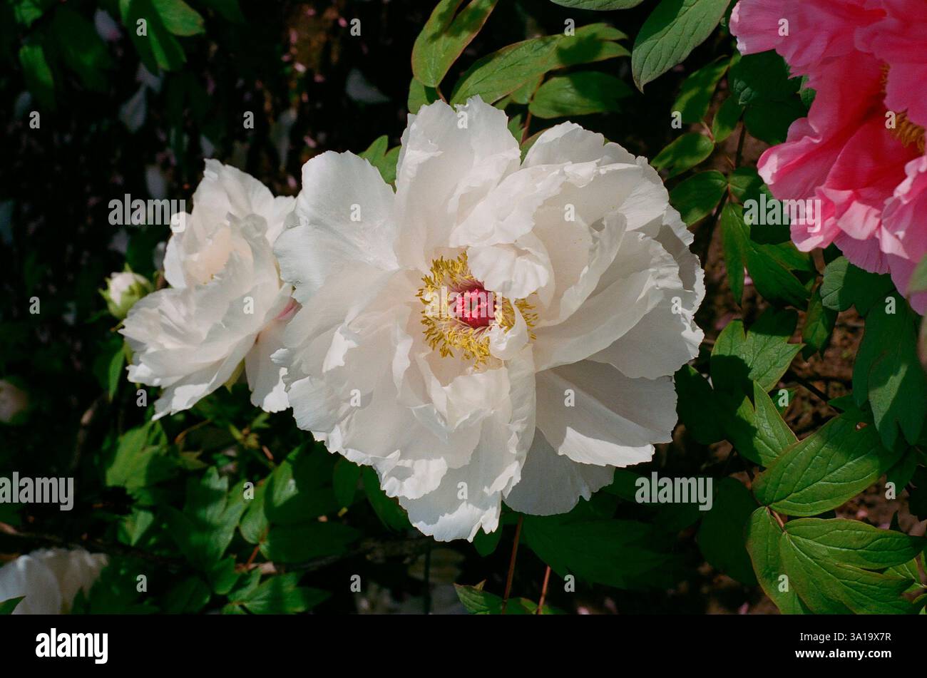 Large white peony flower in Peak Bloom Stock Photo