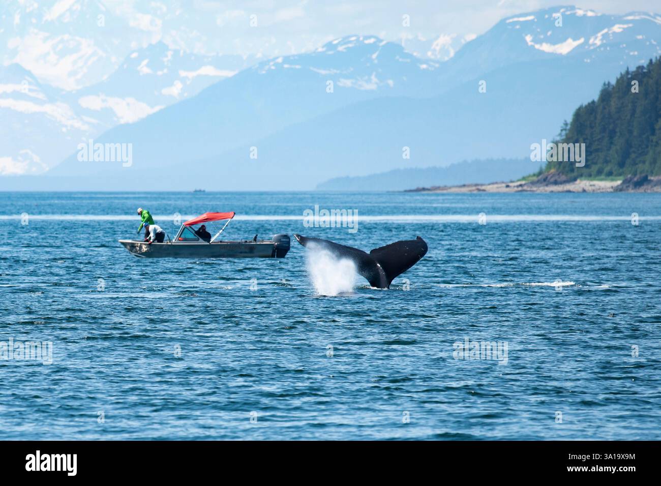 Whale watching in glacier bay with small boats hi-res stock photography