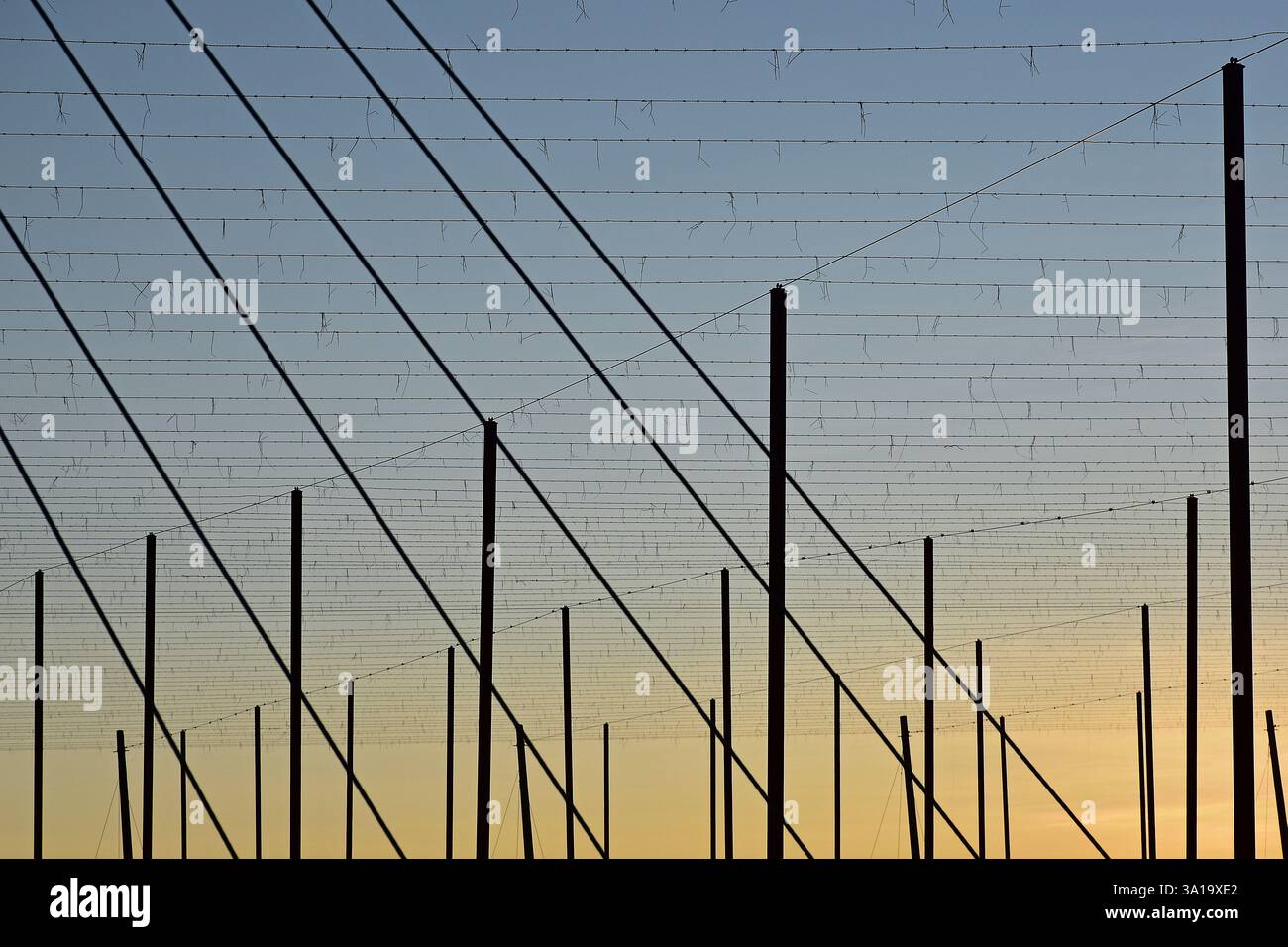 Hop wire hi-res stock photography and images - Alamy