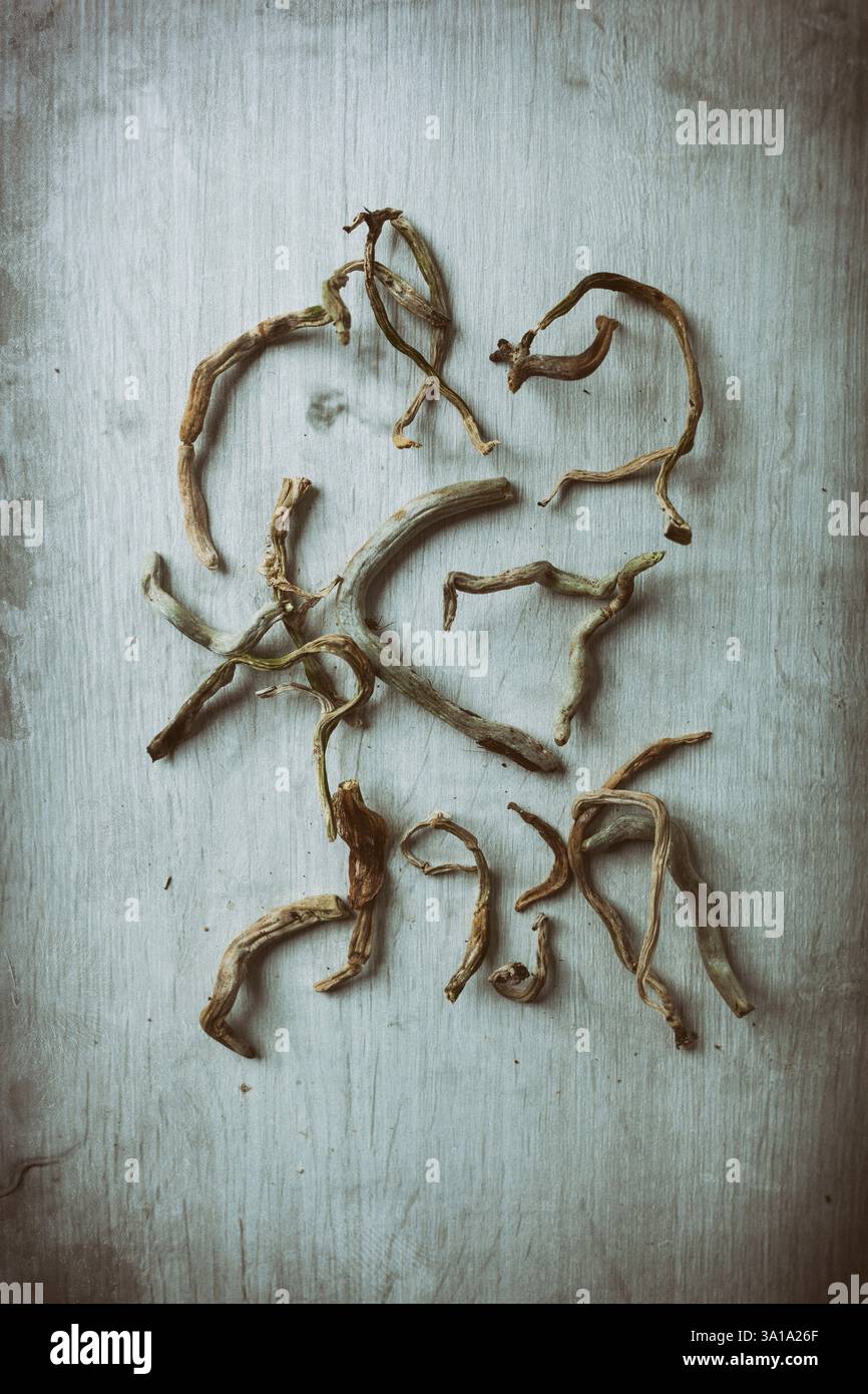 Creating roots hi-res stock photography and images - Alamy