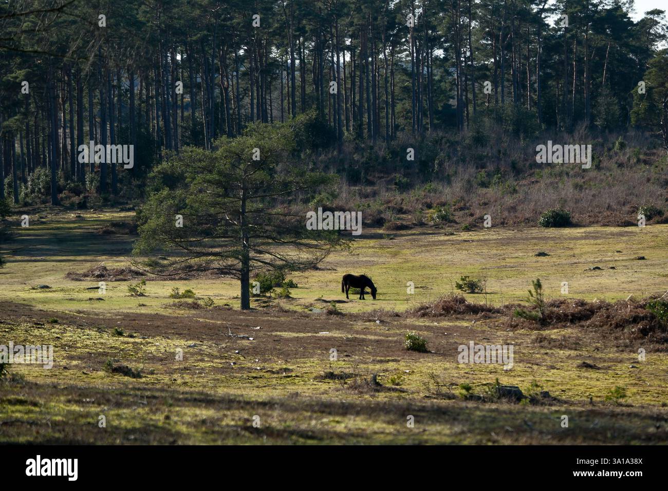 A landscape of a single horse grazing in a heathland valley in The New  Forest surrounded by coniferous trees bathed in spring sunshine. Stock Photo