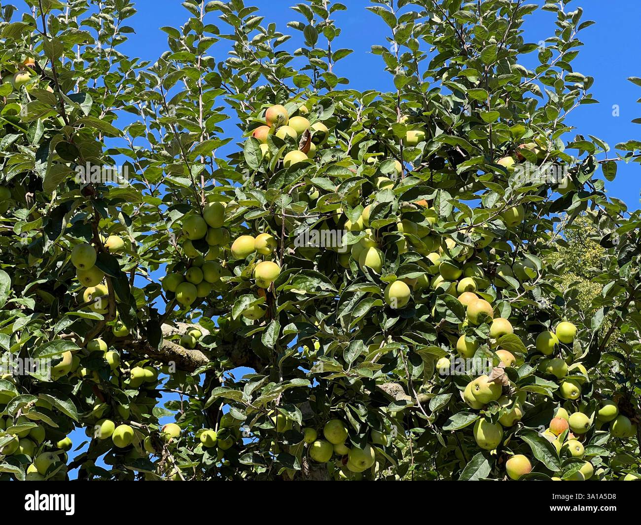 Old apple varieties are increasingly being planted in orchards again