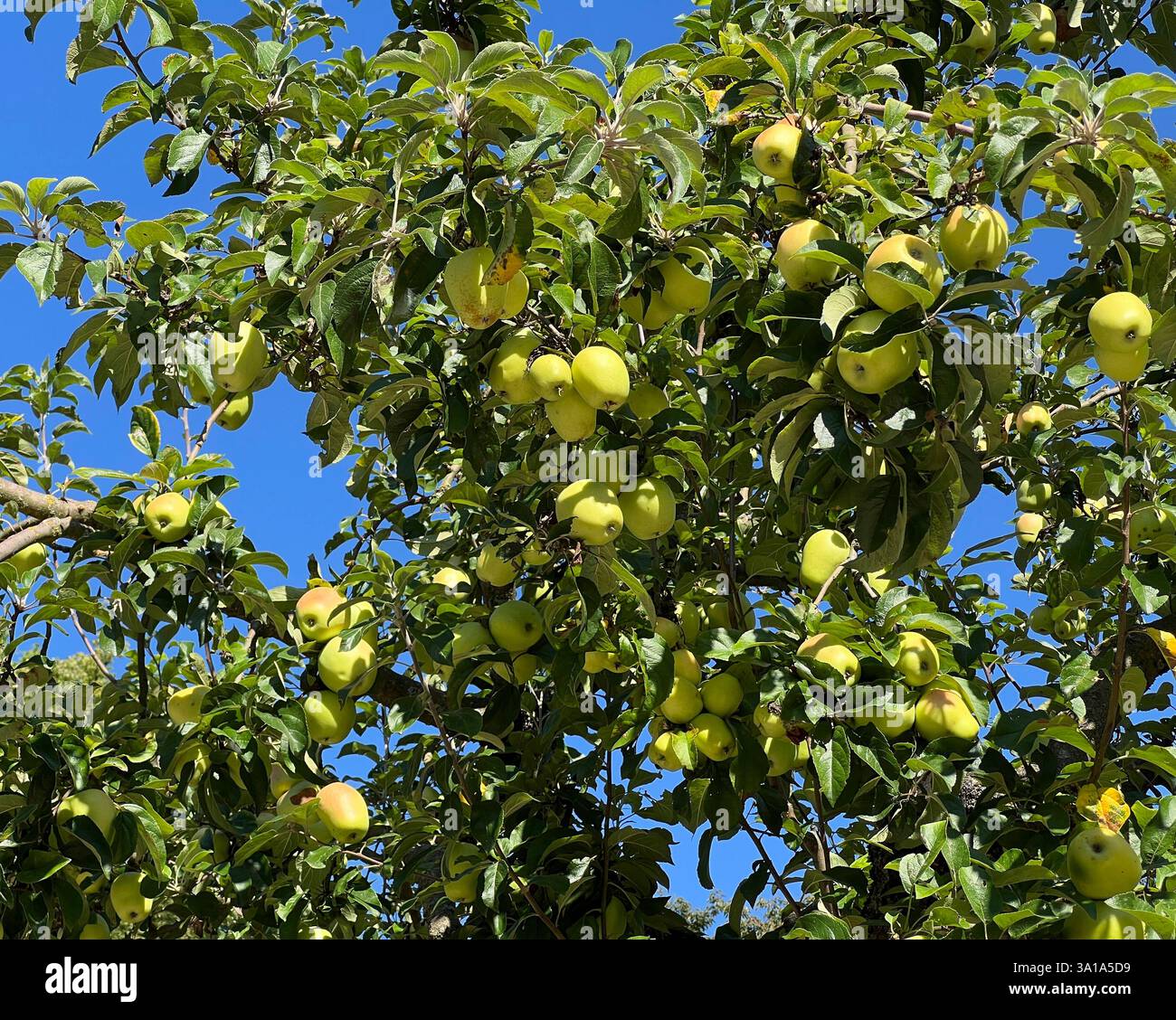 Old apple varieties are increasingly being planted in orchards again