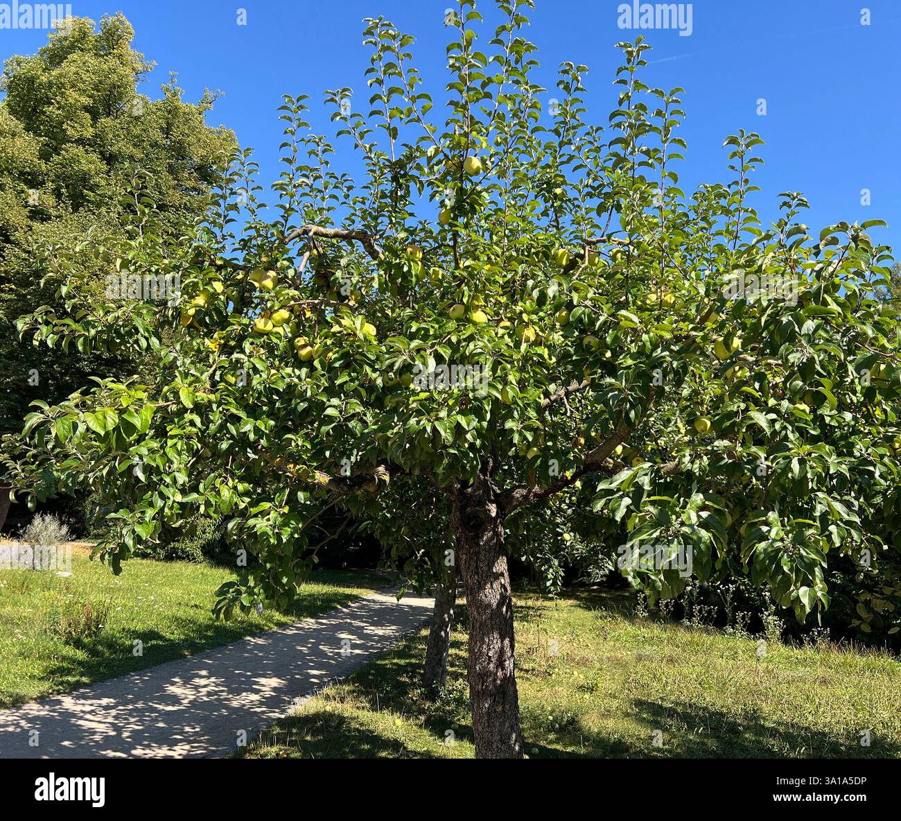 Old apple varieties are increasingly being planted in orchards again