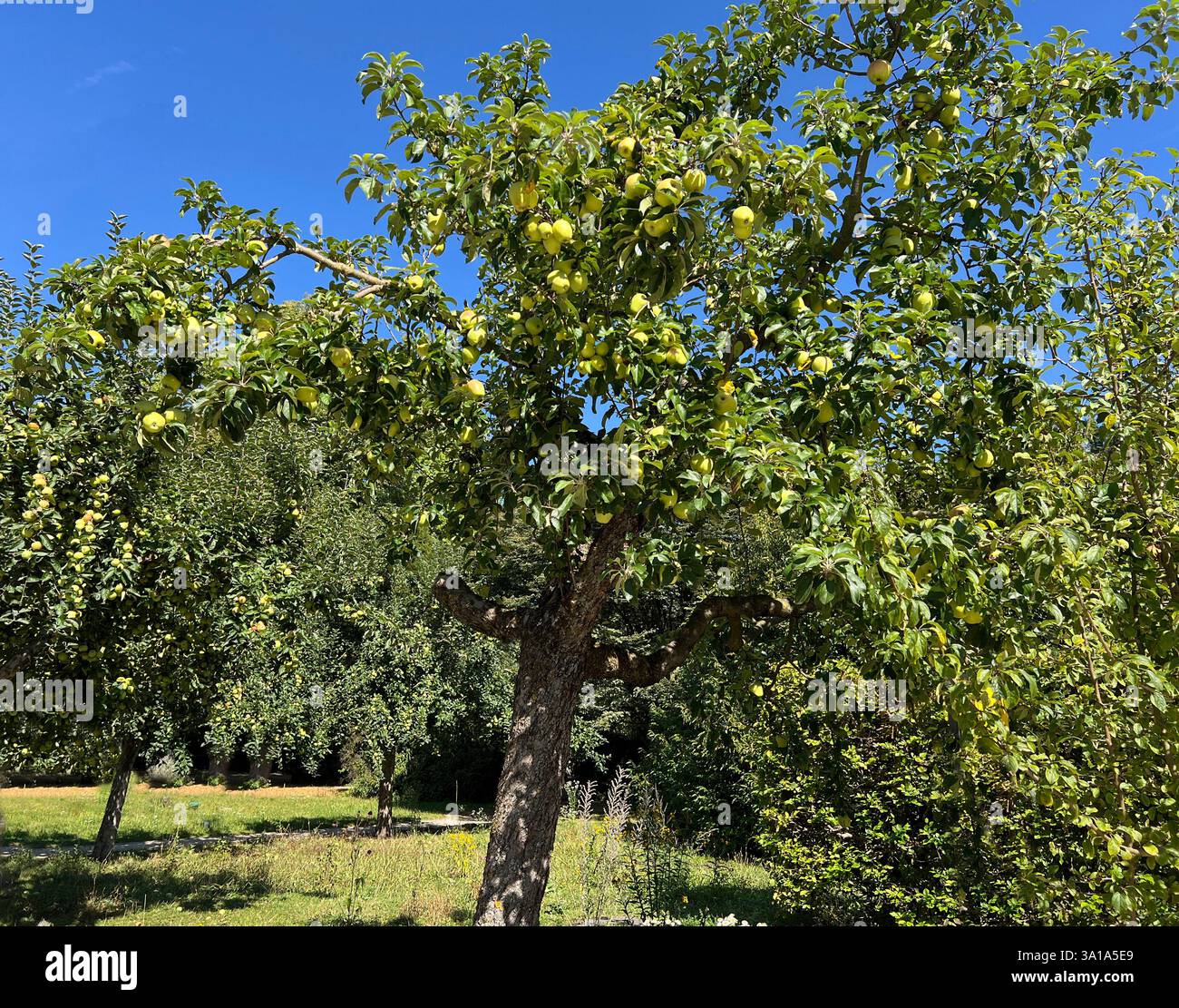 Old apple varieties are increasingly being planted in orchards again