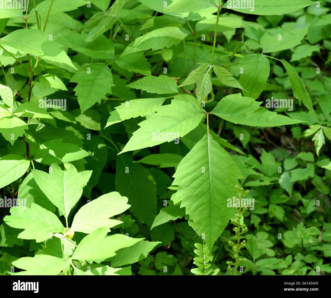 Poison sumac, Rhus radicans grows as a shrub, but is also able to climb ...