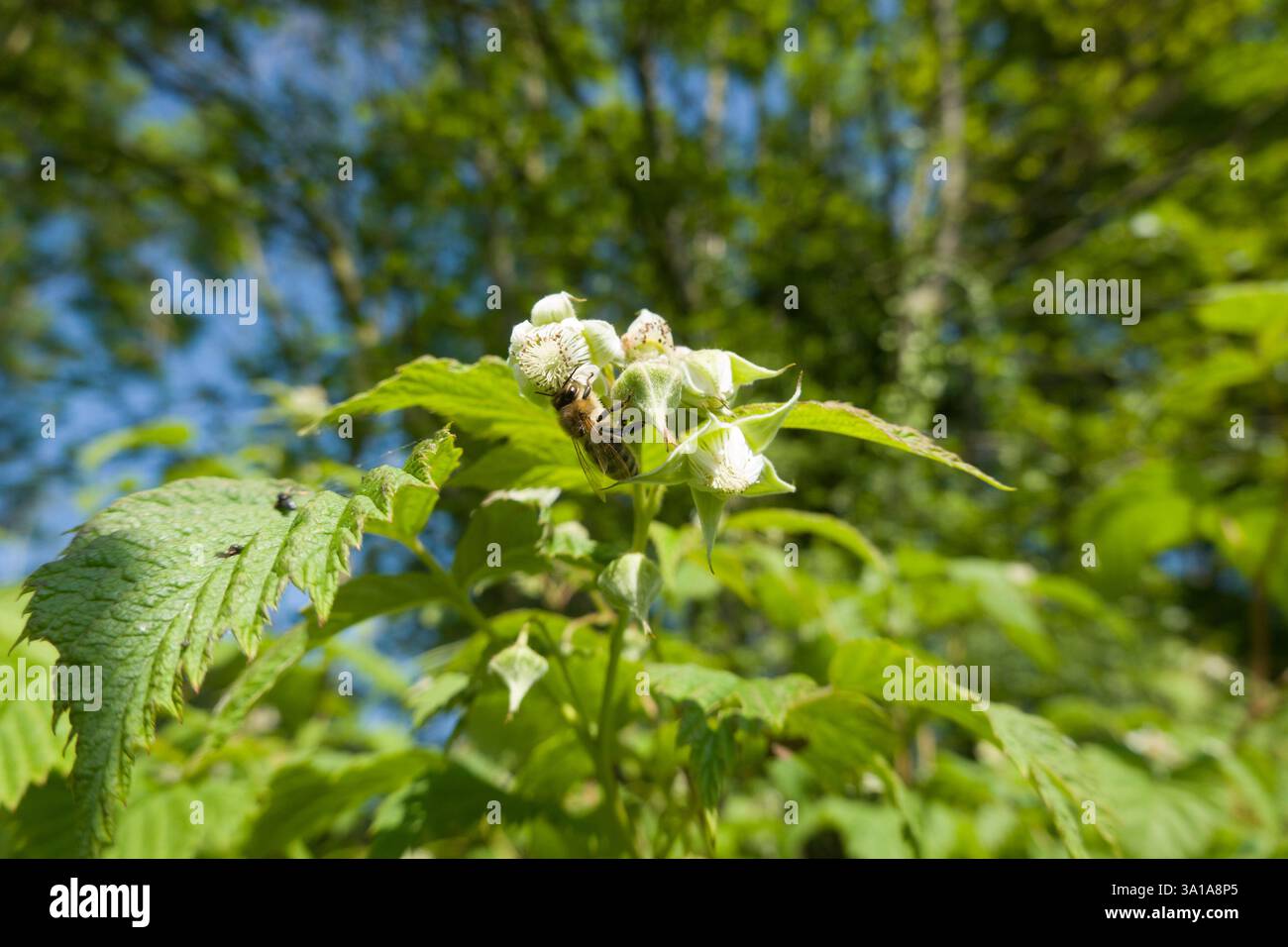 Raspberry (Rubus idaeus) - flowering shrub Stock Photo