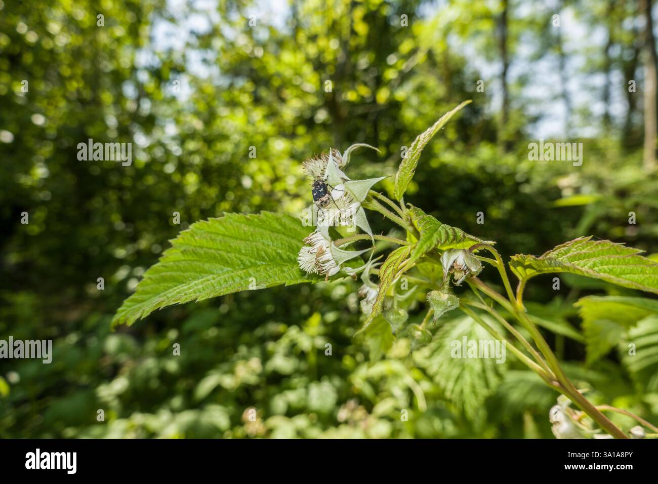 Raspberry (Rubus idaeus) - flowering shrub Stock Photo - Alamy