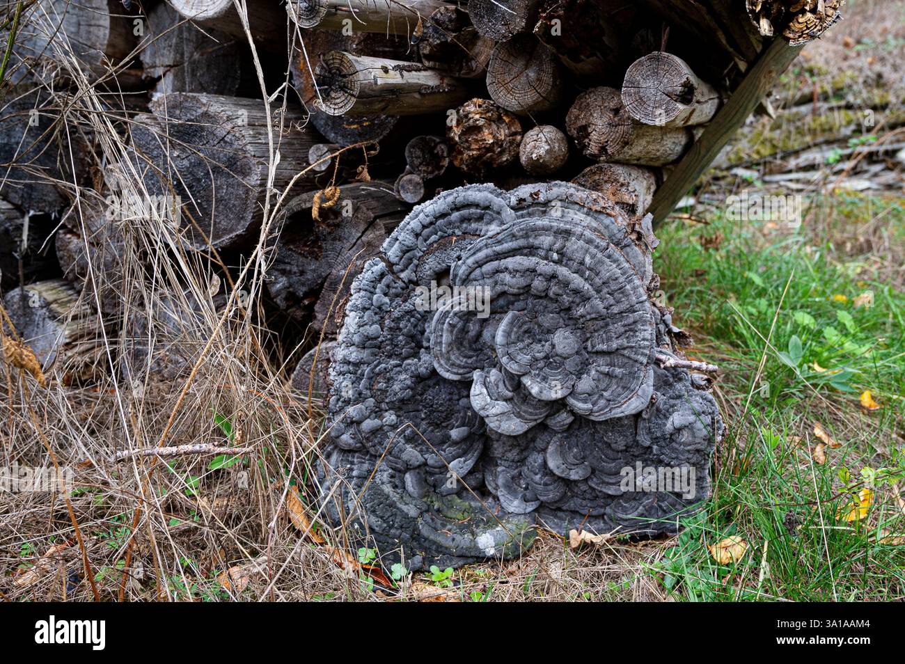 Dark gray tree fungus Stock Photo - Alamy