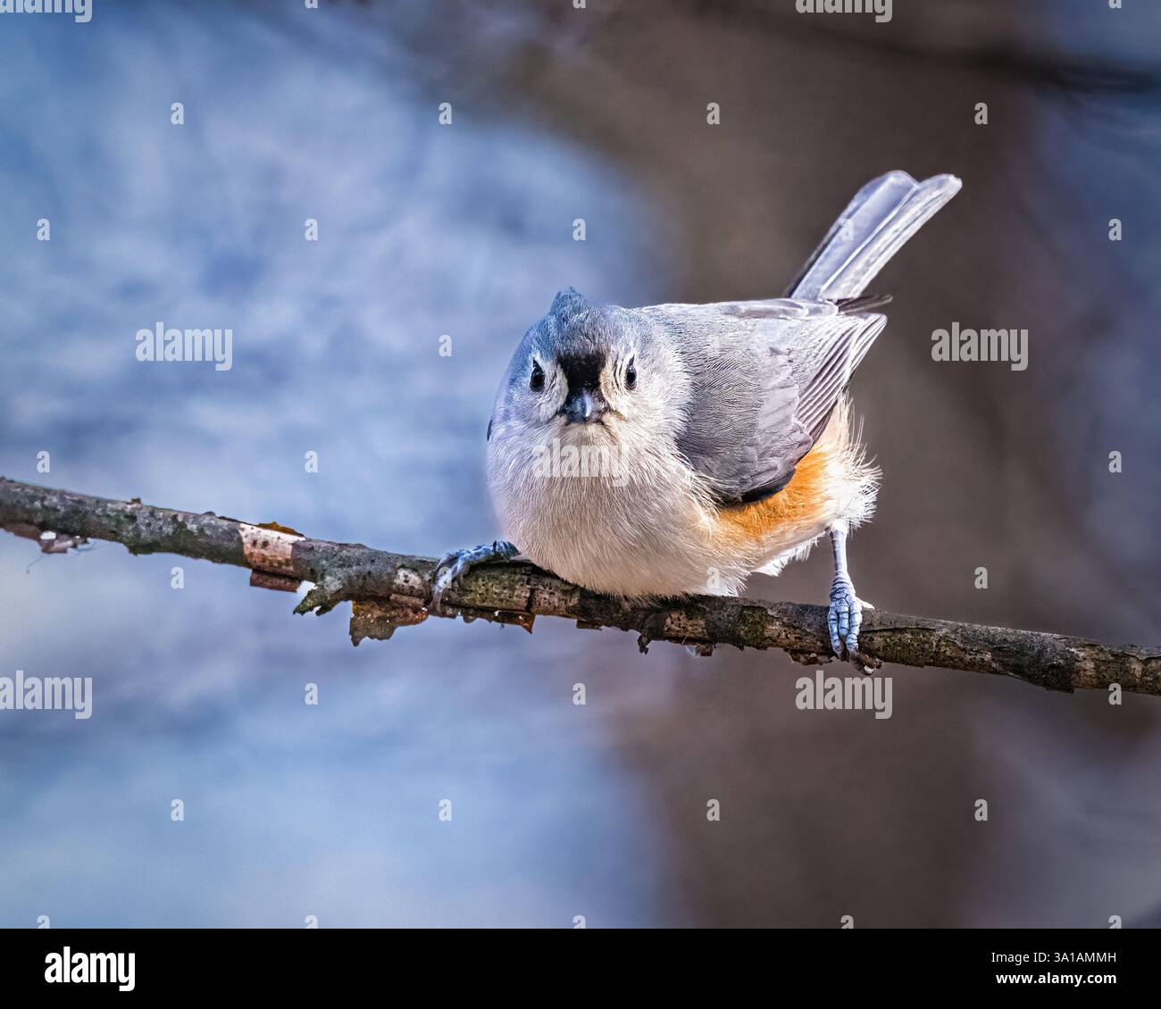 Cute tufted titmouse bird hi-res stock photography and images - Alamy