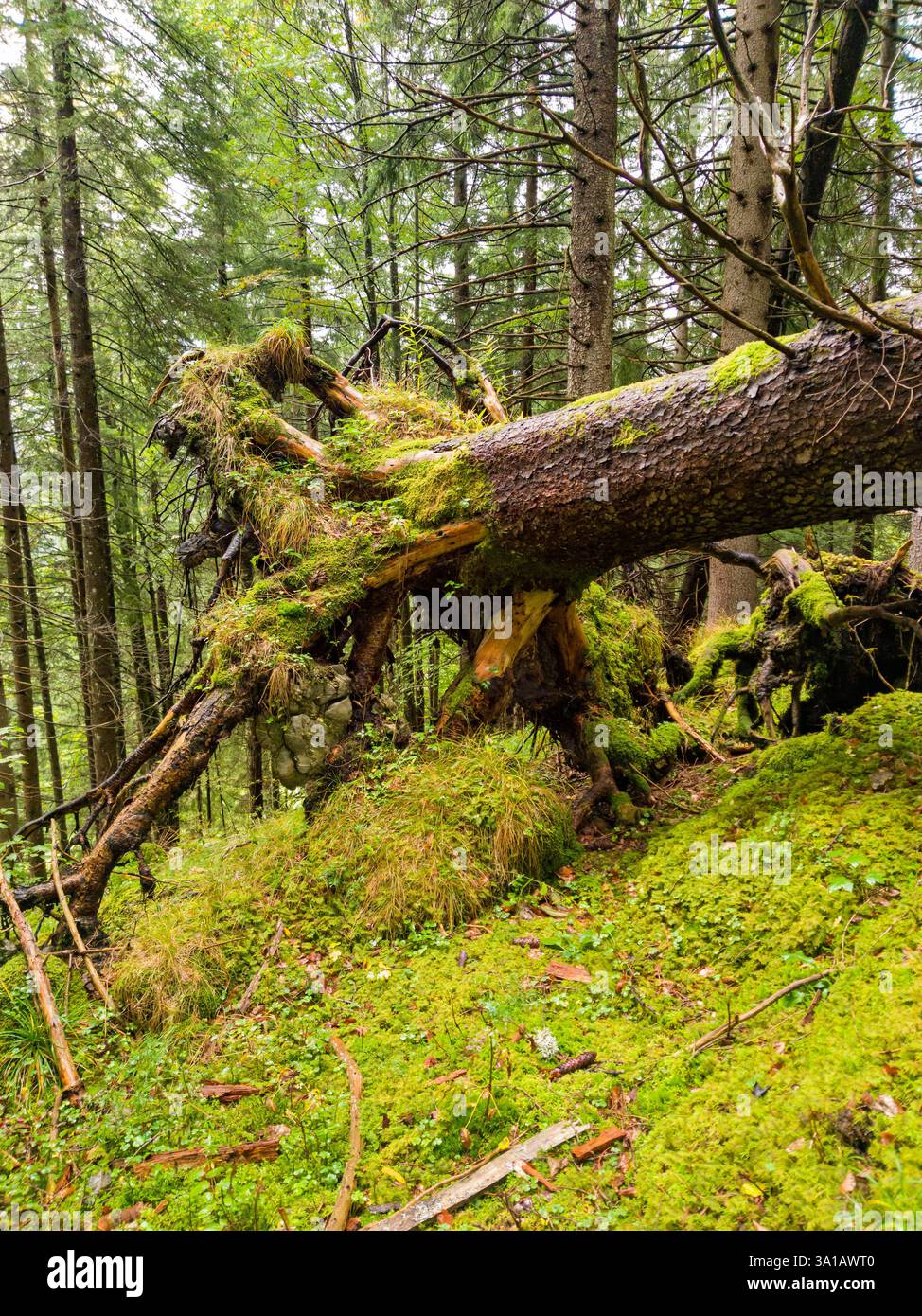 Forest, wind breakage, fallen tree, mighty root of a spruce tree Stock ...