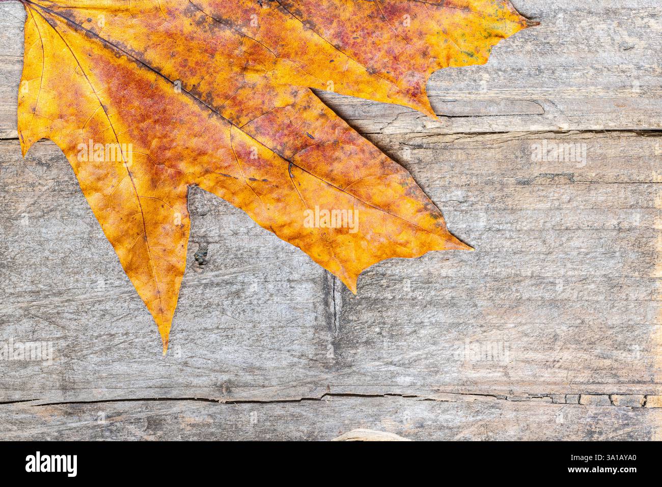 leaf, autumn coloring, wood background, text free space Stock Photo
