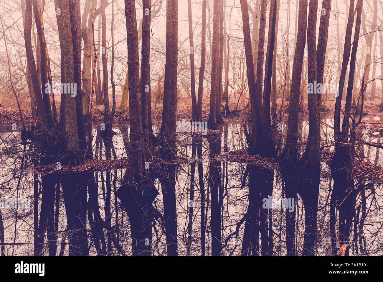 Trees in the marshy marshland near Nebel in Kirchwerder, Hamburg, Germany Stock Photo