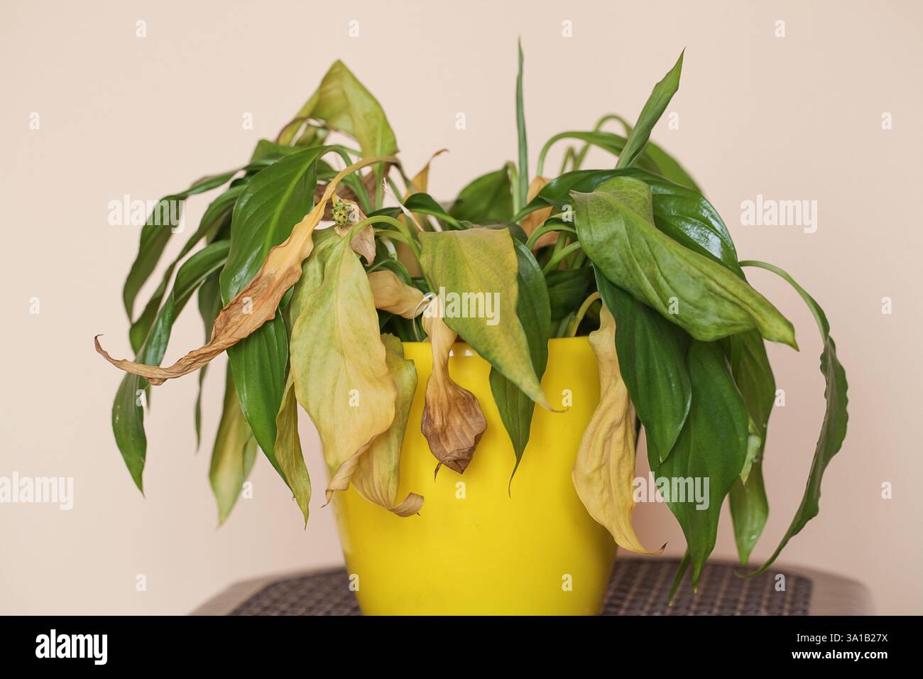 Curling foliage hi-res stock photography and images - Alamy