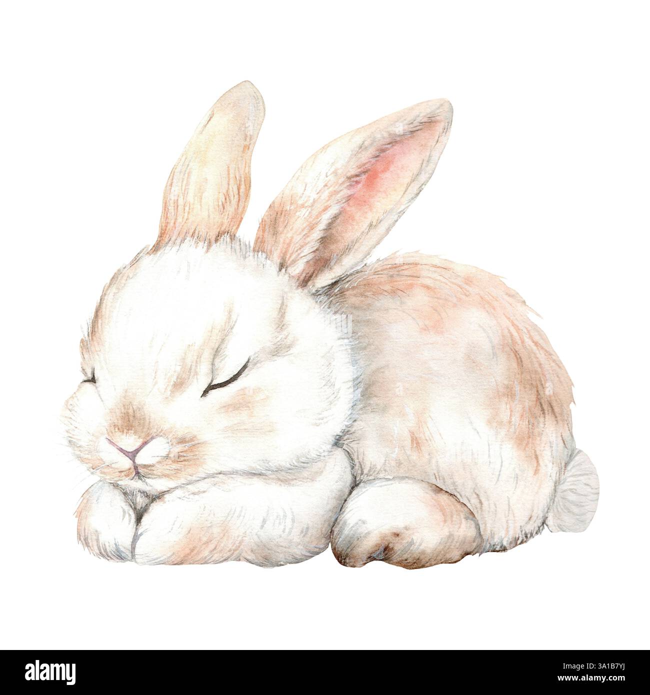 Cute sleeping rabbit on a white background. The illustration is hand ...