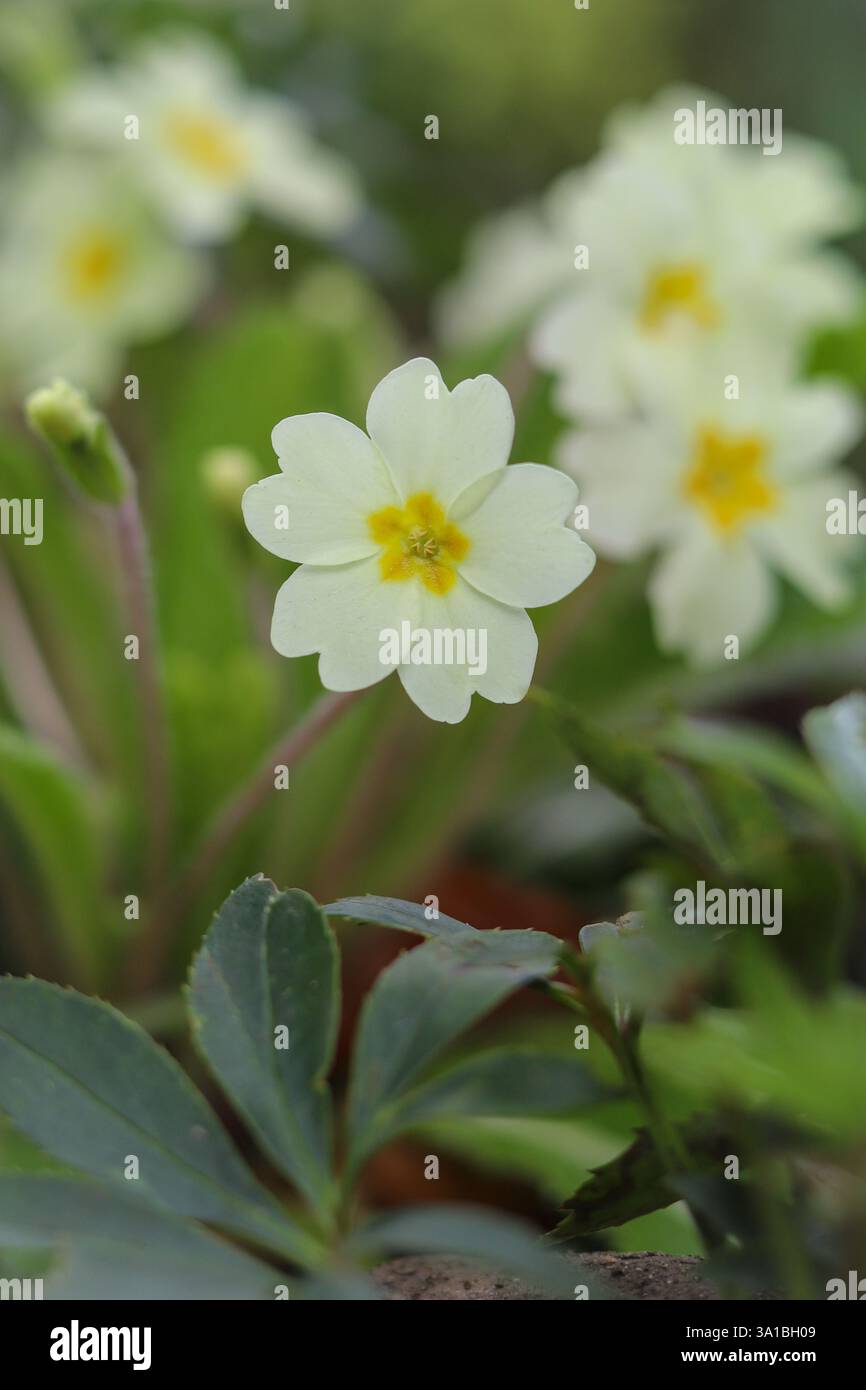 Wild primrose hi-res stock photography and images - Alamy